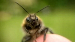 Animated Gif showing: A Close Look At A Bee