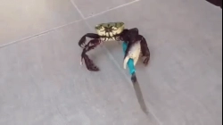 Animated Gif showing: Can You Mess With This Crabbo