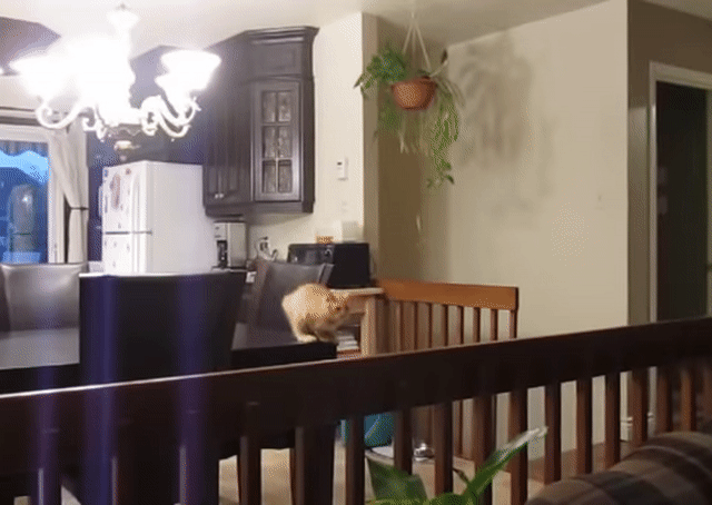Animated Gif showing: 1.. 2.. 3.. Jump!