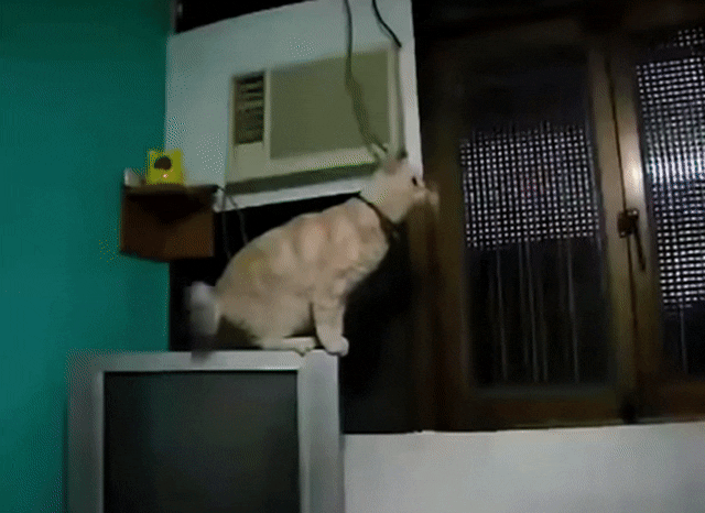 Animated Gif showing: Funny Jump - LOL