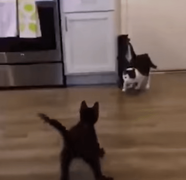 Animated Gif showing: Wrestling Cats - Soooo Funny! LOL