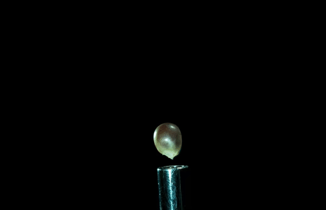 Animated Gif showing: Popcorn Popping In Slow Motion