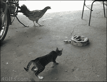 Animated Gif showing: Scaring A Cat To Death - LOL