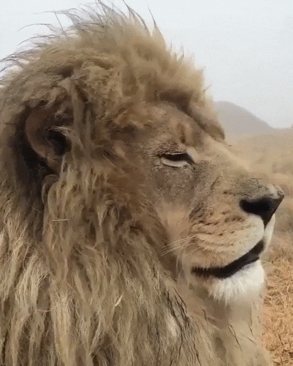 Animated Gif showing: Did you say something?