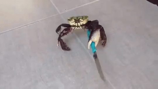 Animated Gif showing: Can You Mess With This Crabbo