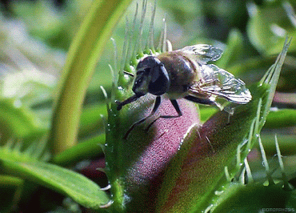 Animated Gif showing: The Venus Flytrap