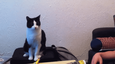 Animated Gif showing: Cat High Five