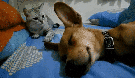 Animated Gif showing: Cat Attacks Sleeping Dog