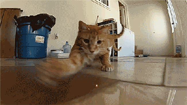 Animated Gif showing: Cat Chasing Laser Spot Light
