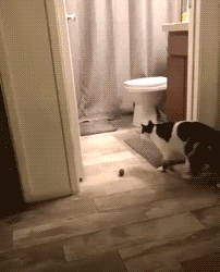 Animated Gif showing: This Cat Is So Weird!